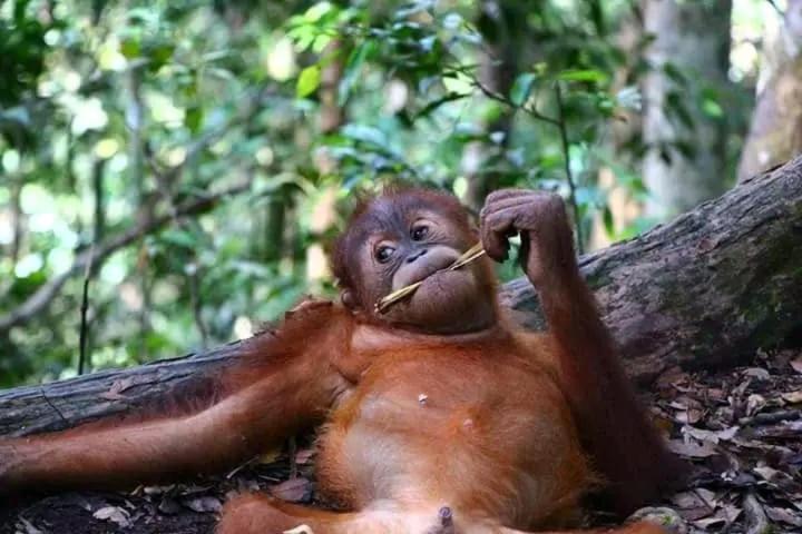 Brown Bamboo Guest House & Trekking Bukit Lawang Exterior photo