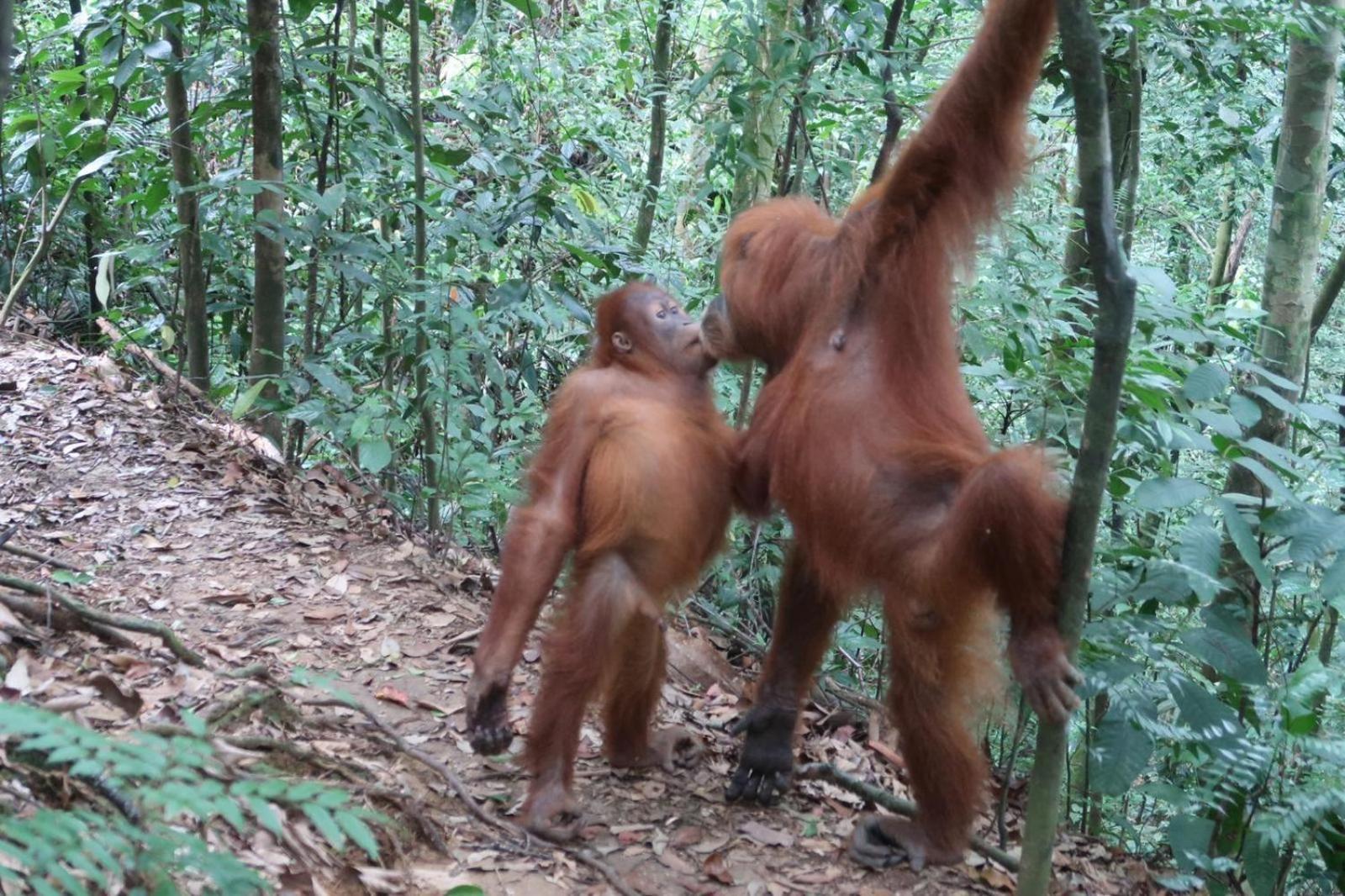 Brown Bamboo Guest House & Trekking Bukit Lawang Exterior photo