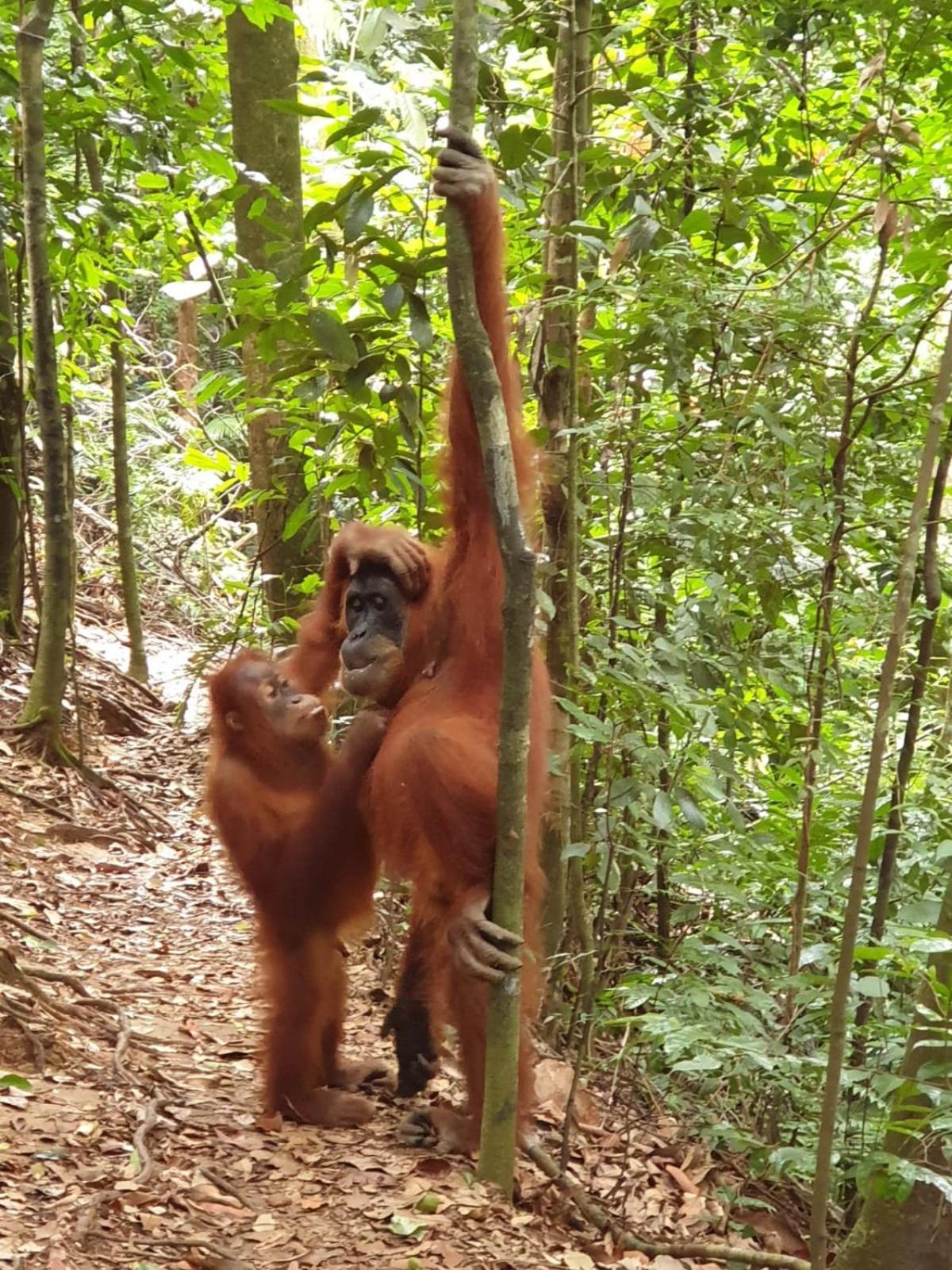 Brown Bamboo Guest House & Trekking Bukit Lawang Exterior photo